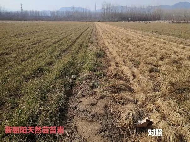 小麥拌種選新朝陽天然蕓苔素，讓小麥高產(chǎn)贏在起跑線上?。ㄐ←溤谑裁磿r候用蕓苔素效果最佳）