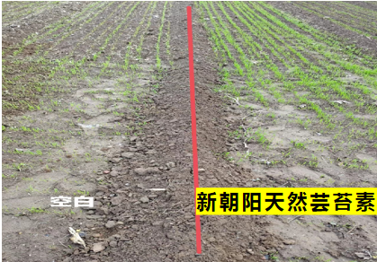 小麥拌種選新朝陽天然蕓苔素，讓小麥高產(chǎn)贏在起跑線上?。ㄐ←溤谑裁磿r候用蕓苔素效果最佳）