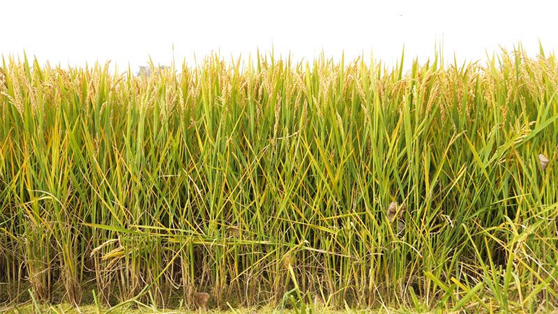 綠色提單產(chǎn)就用冠菌素 開辟糧食抗逆增產(chǎn)新路徑